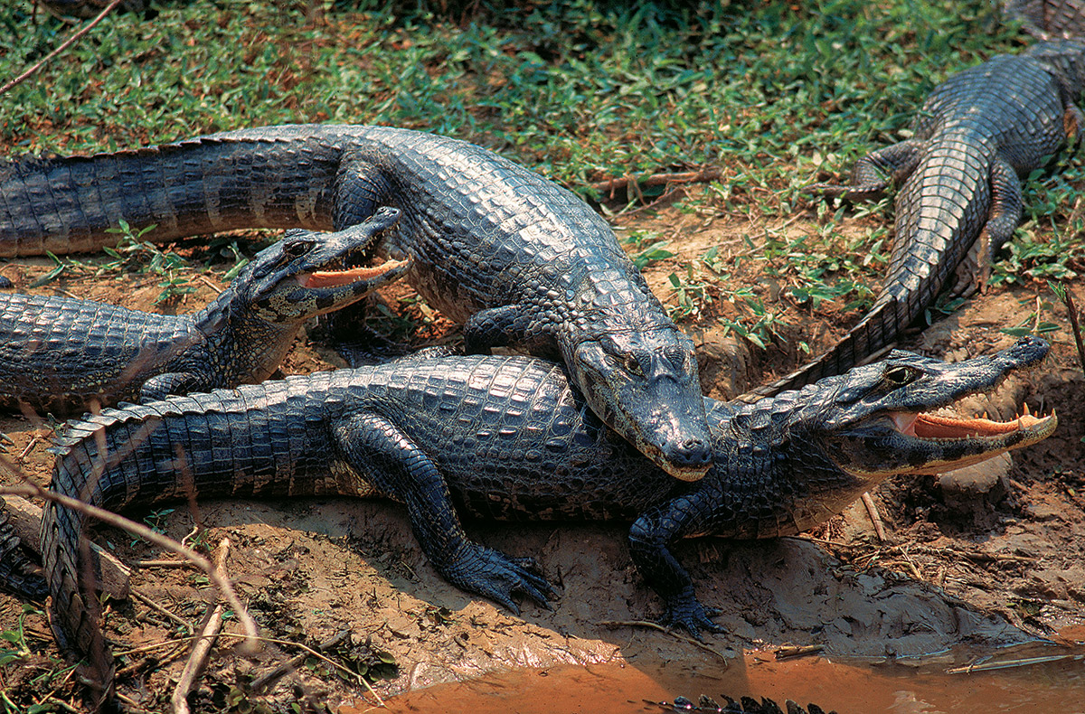 Estrada Parque do Pantanal