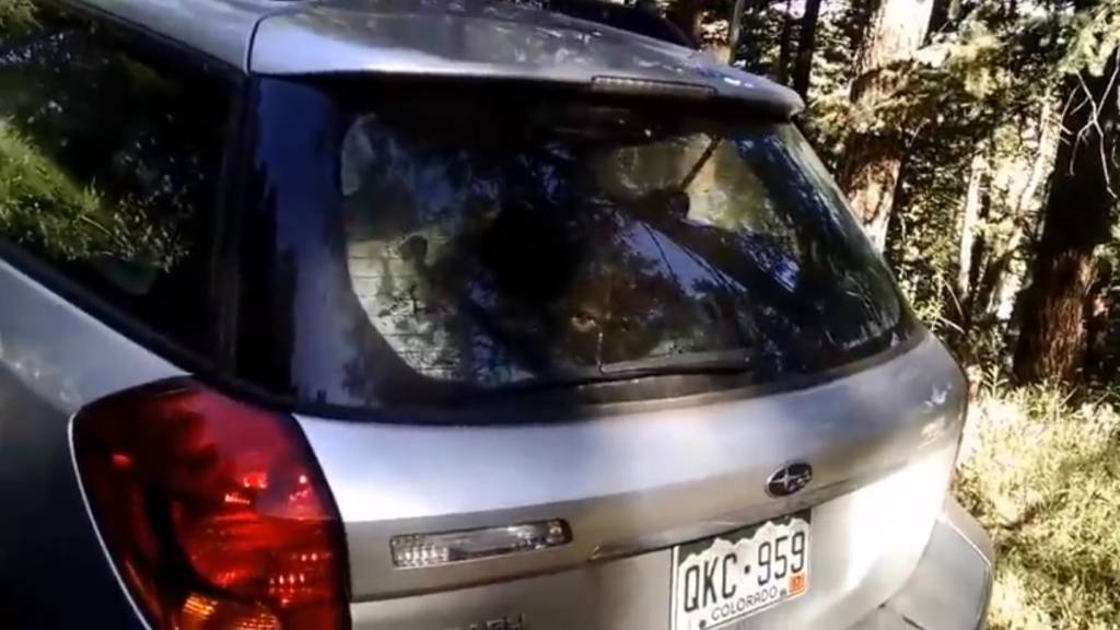 Urso dentro do Subaru Outback Urso dentro do Subaru Outback