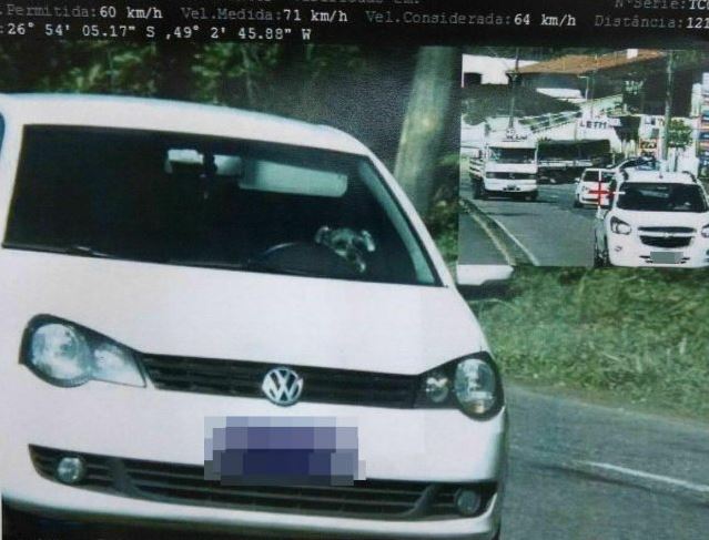 Cachorro “toma” multa em Santa Catarina